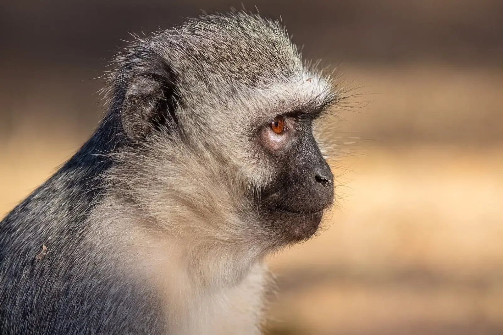 Vervet monkey (Chlorocebus pygerythhrus). Photo by Diego Delso.