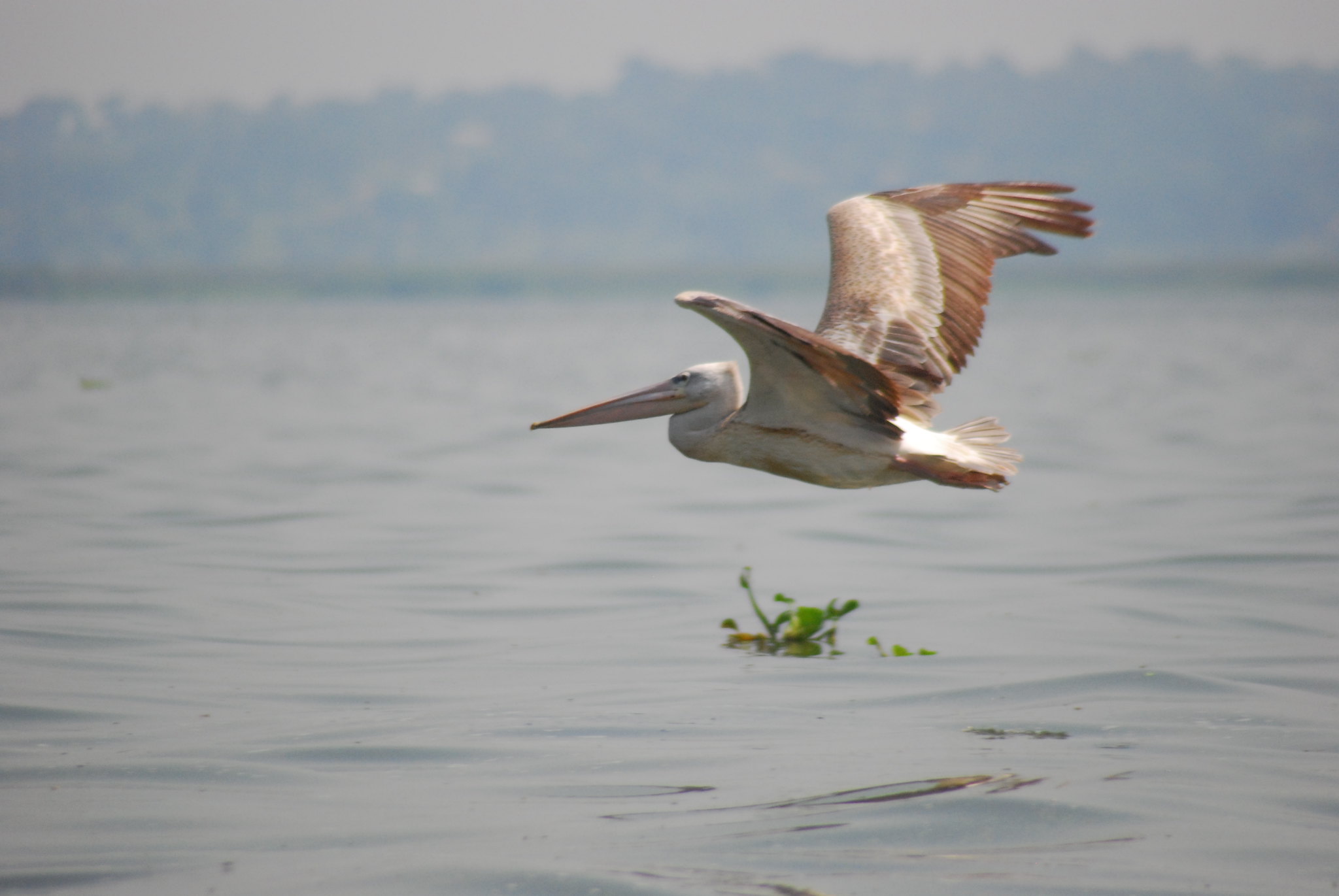 Relax at Lake Victoria Shores