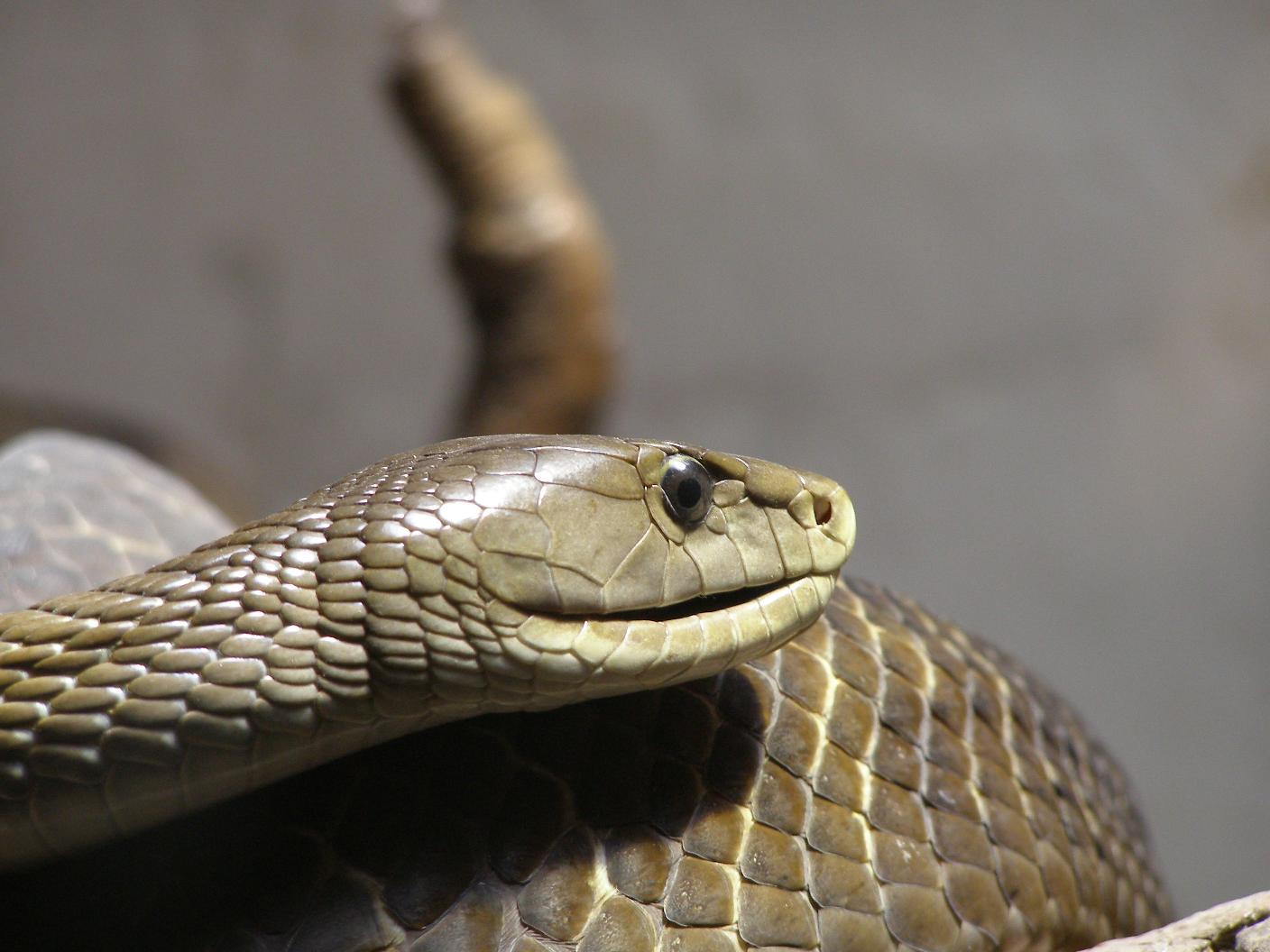 Snake & Reptile Park