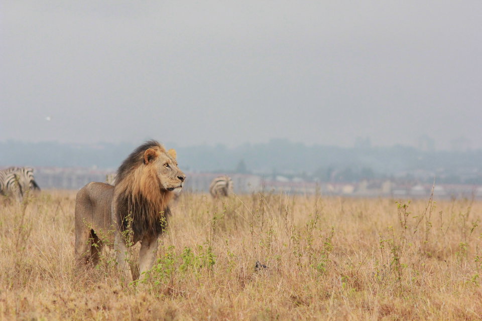 A lion looking into the horizon at Nairobi National Park. Photo by Peter Steward.