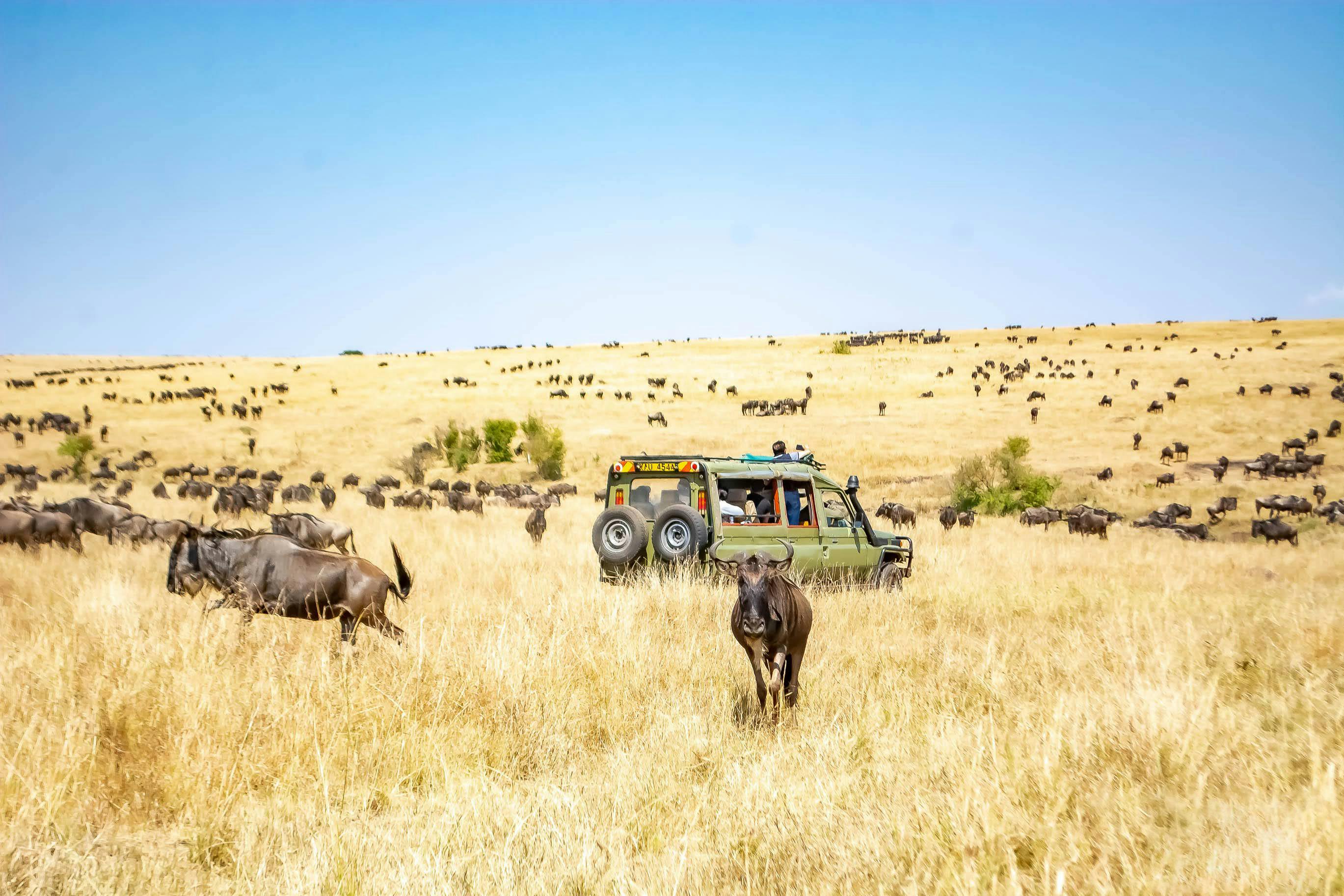 Maasai Mara