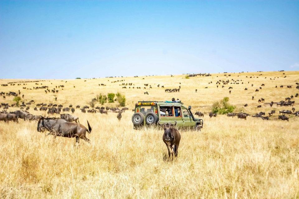 A safari jeep amidst the wildebeest migration in Maasai Mara, Kenya. Photo by Abdullatif Bukeni.