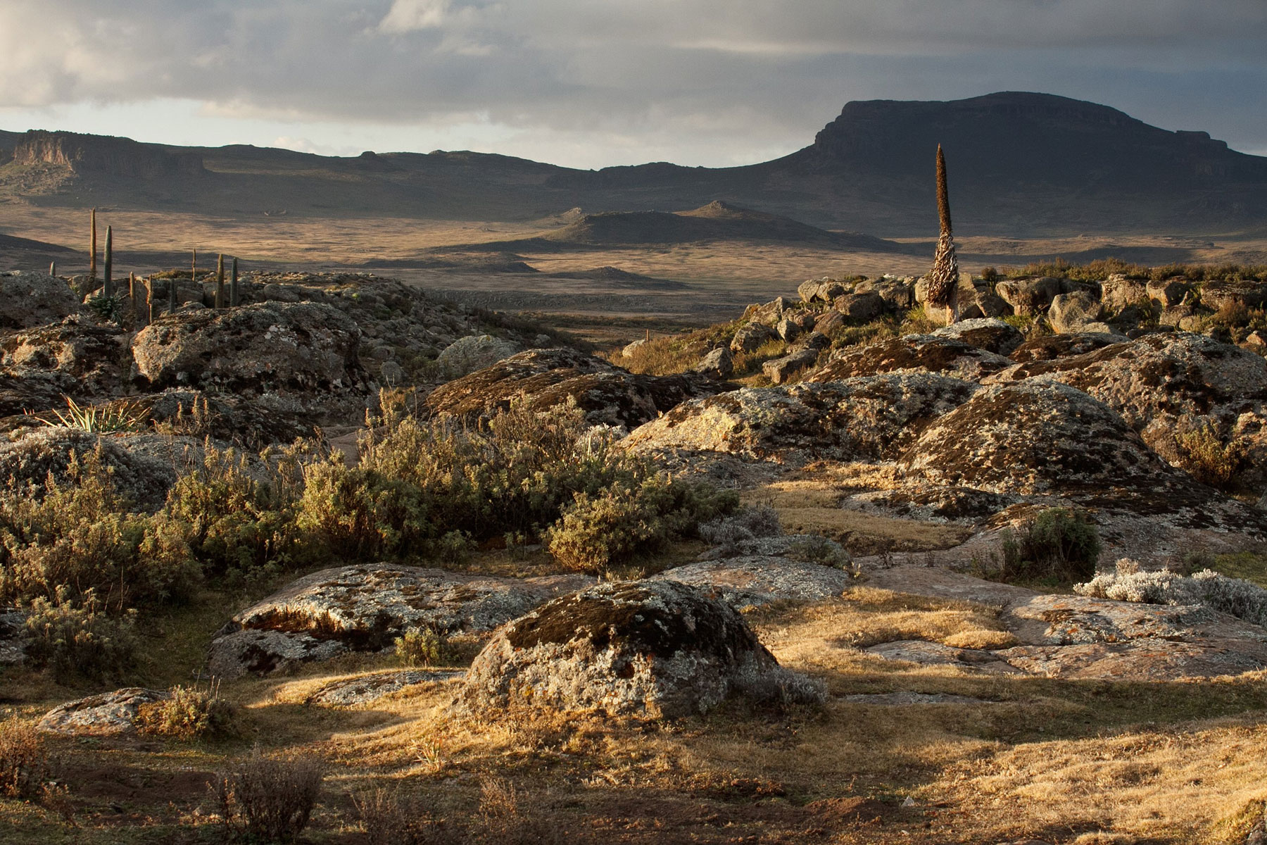 Landscape at Bale Mountains National Park. Photo by Indrik Myneur.