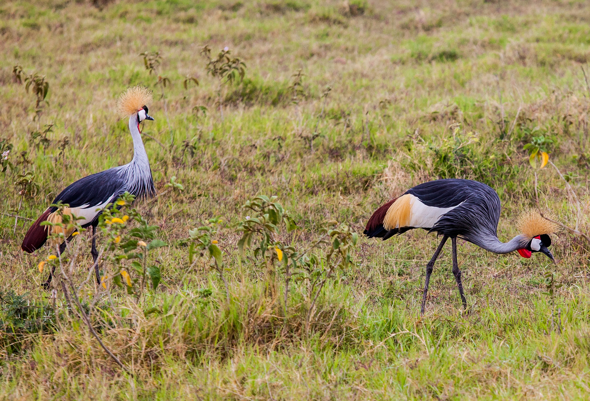 Amboseli National Park