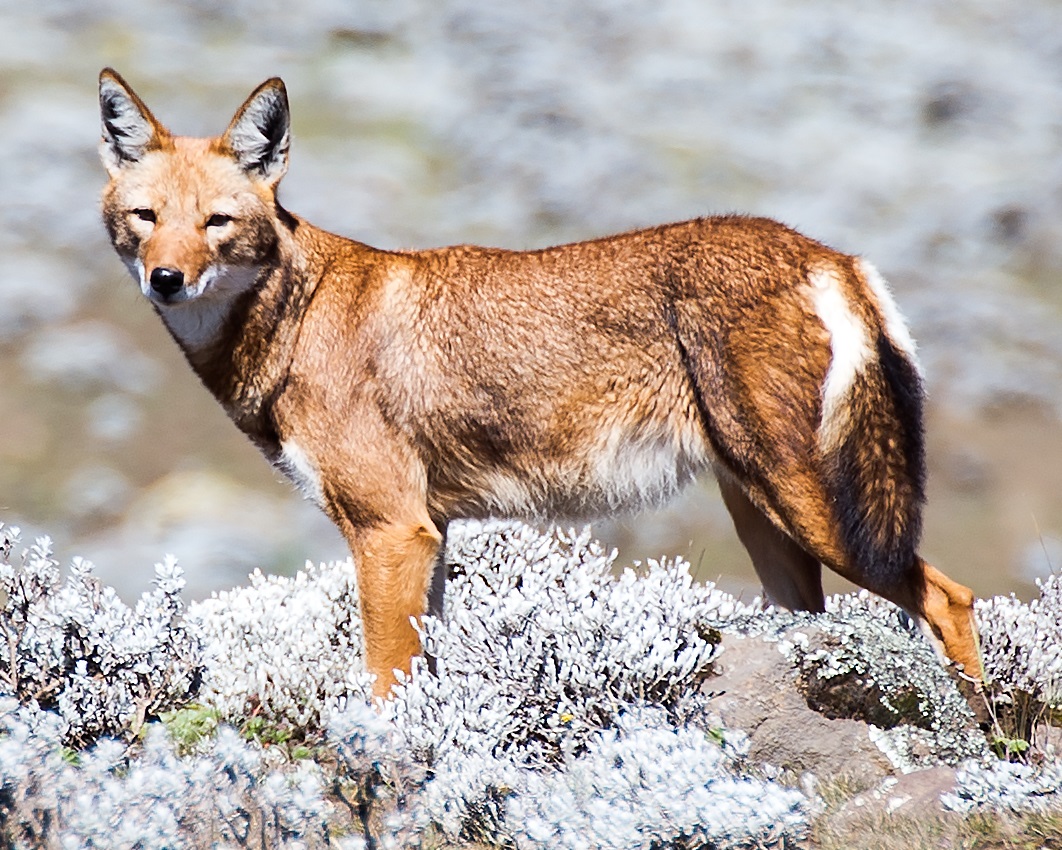 Ethiopian wolf, Oromia, Ethiopia. Photo by David Castor.