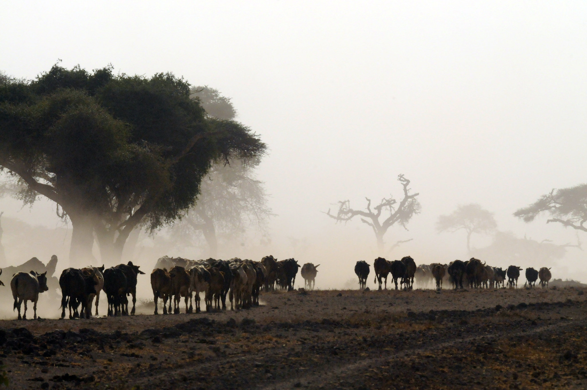 Amboseli National Park