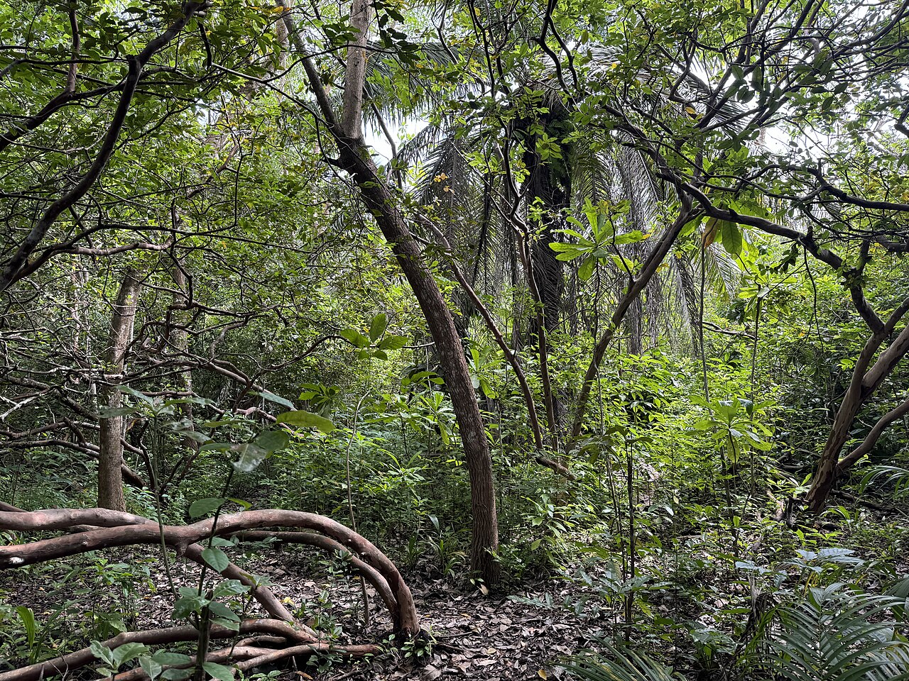 Jozani Forest Reserve