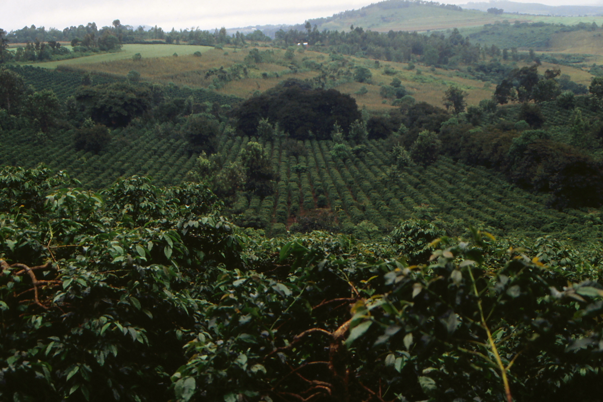 Coffee Plantation Tours