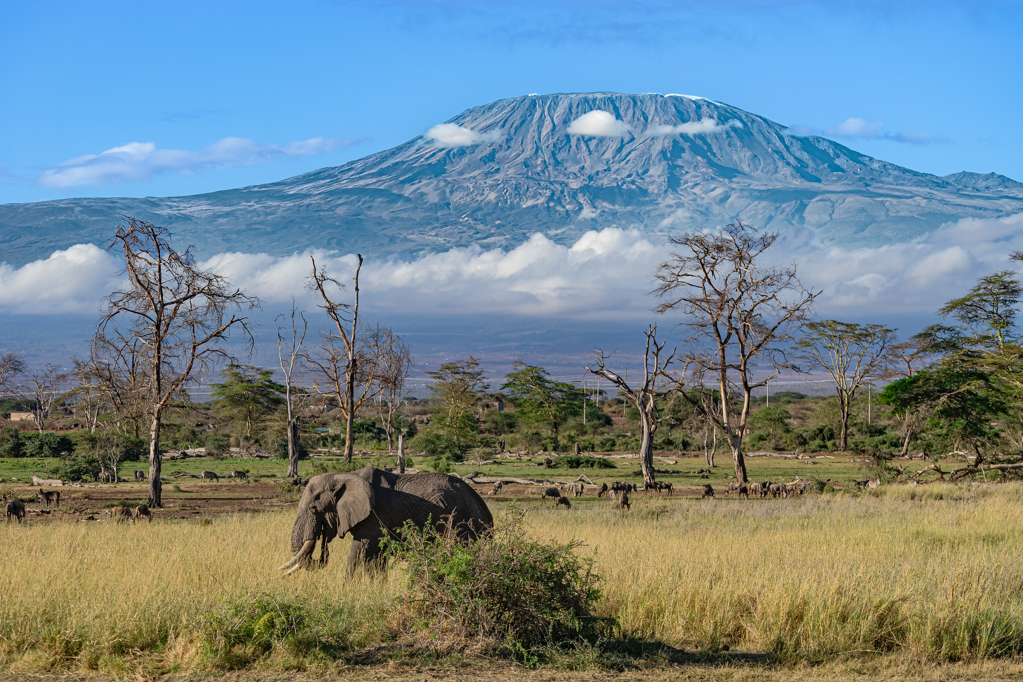 Elephants walking across Amboseli plains with Mount Kilimanjaro in the background