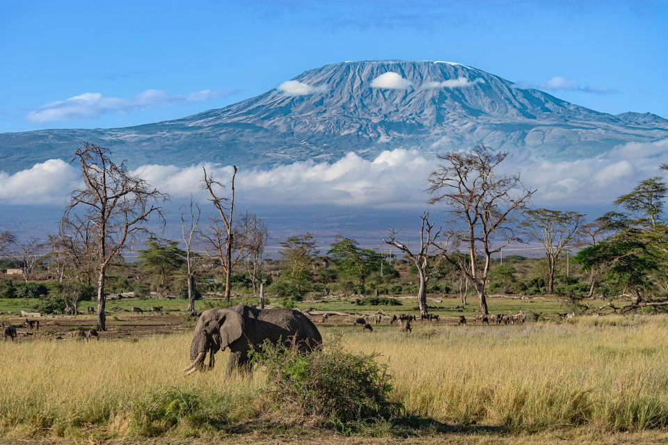 Elephants walking across Amboseli plains with Mount Kilimanjaro in the background
