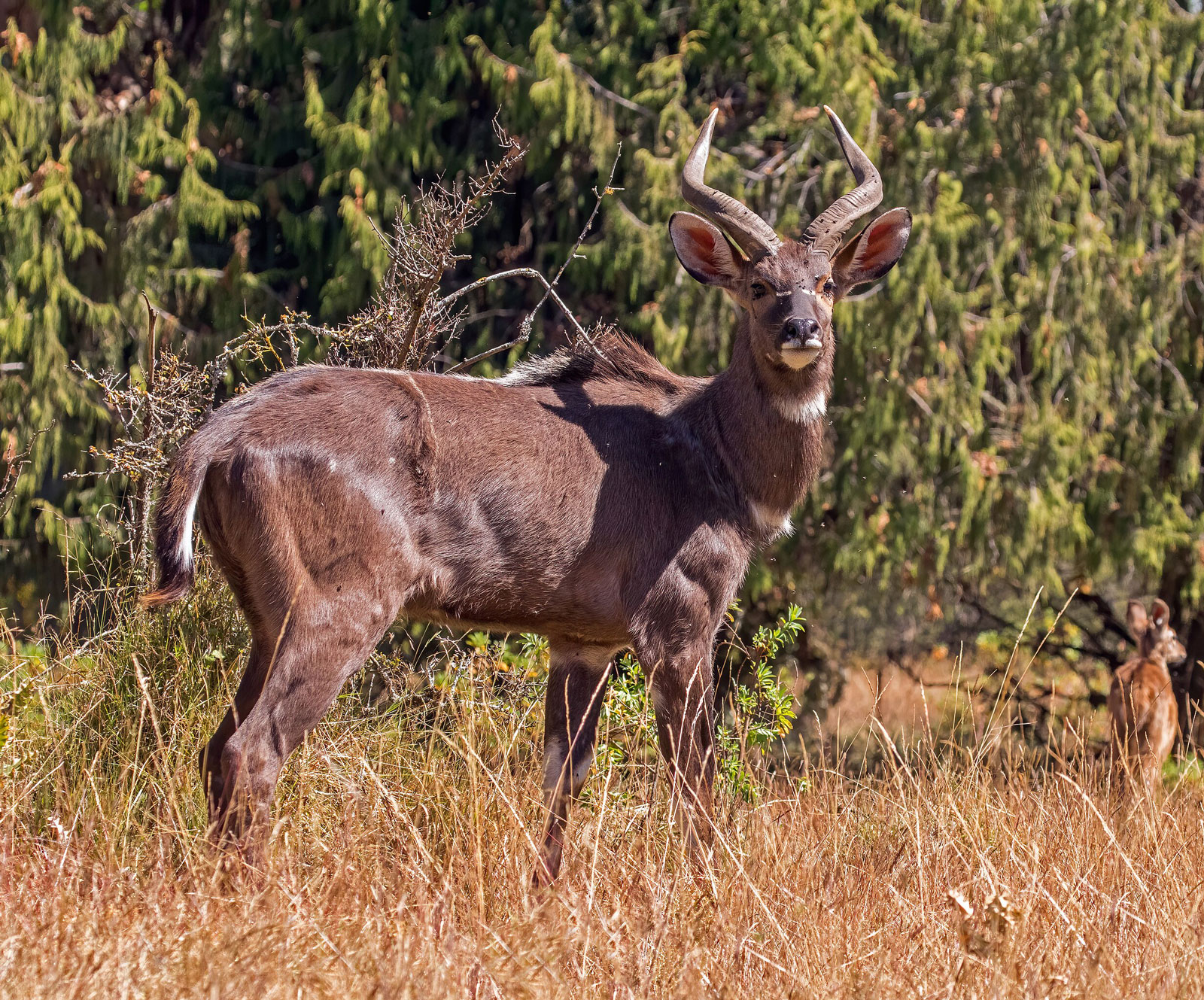 Mountain nyala (Tragelaphus buxtoni) male, Bale Mountains National Park, Ethiopia. Photo by Sharp Photography.