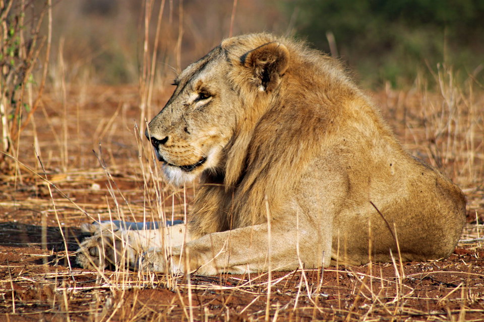 Ruaha National Park. Photo by Pius Mahimbi
