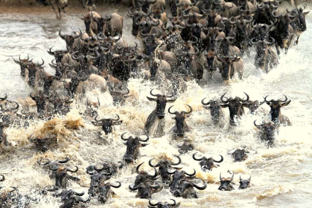Great Migration River Crossings