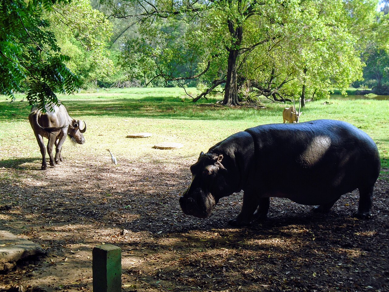 Visit Haller Park