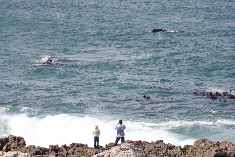 Whale breaching near the cliffs of Hermanus with the Atlantic Ocean in the background