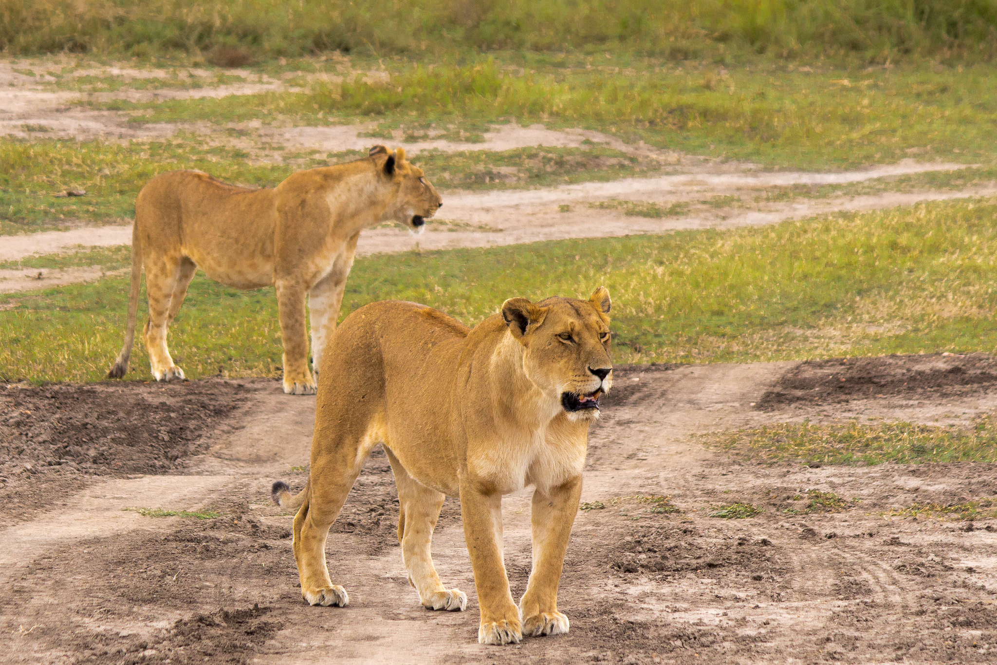 Big Cat Tracking
