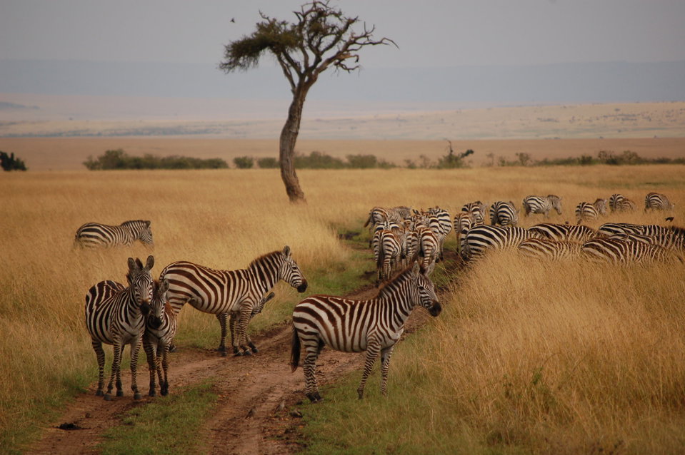 Zebras in Maasai Mara National Reserve during golden hour. Photo by user teachandlearn..