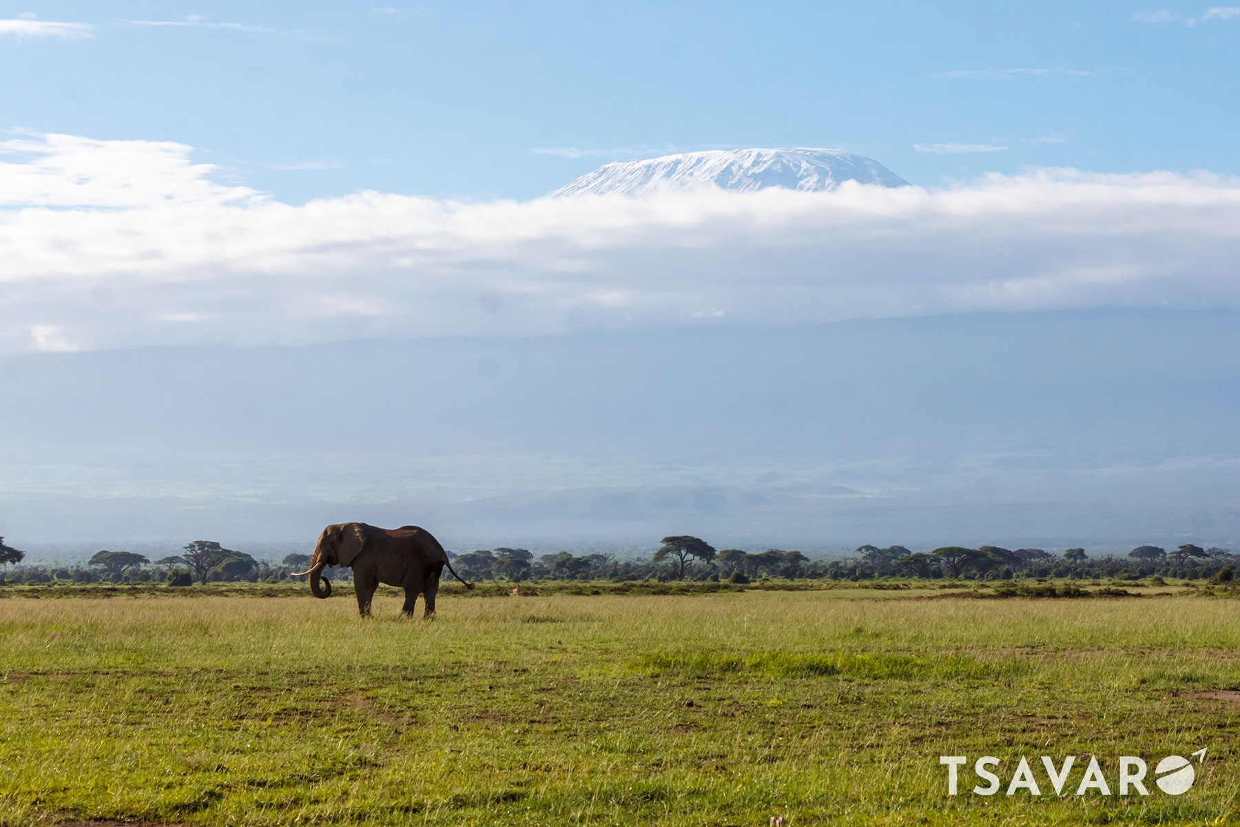 amboseli_elephant.jpg