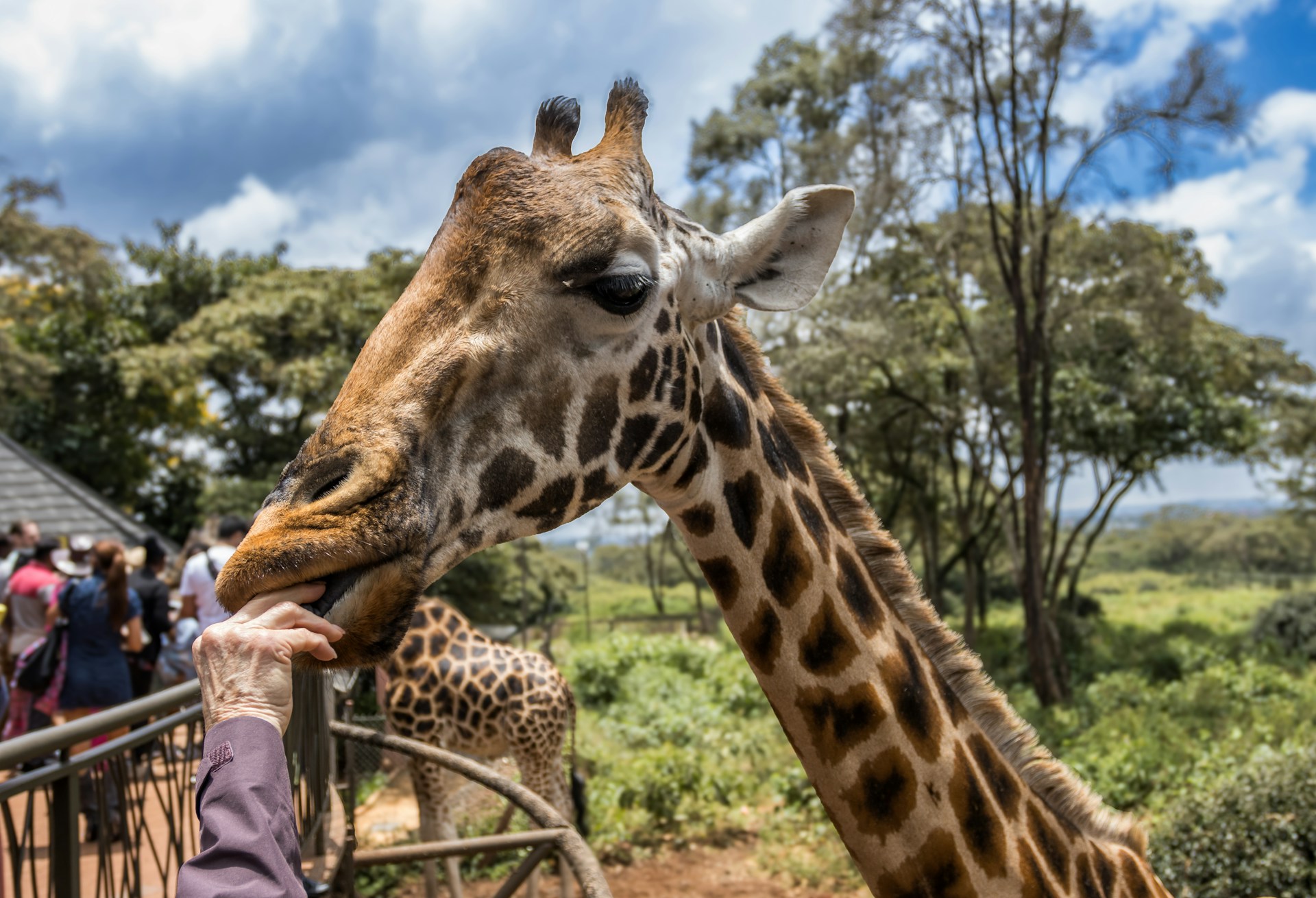 Giraffe Centre Experience