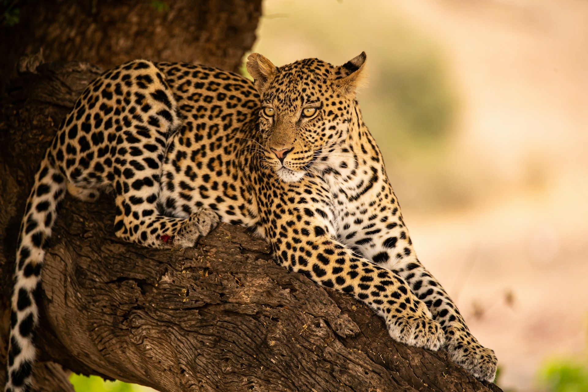 A leopard rests in the shade of a tree. 