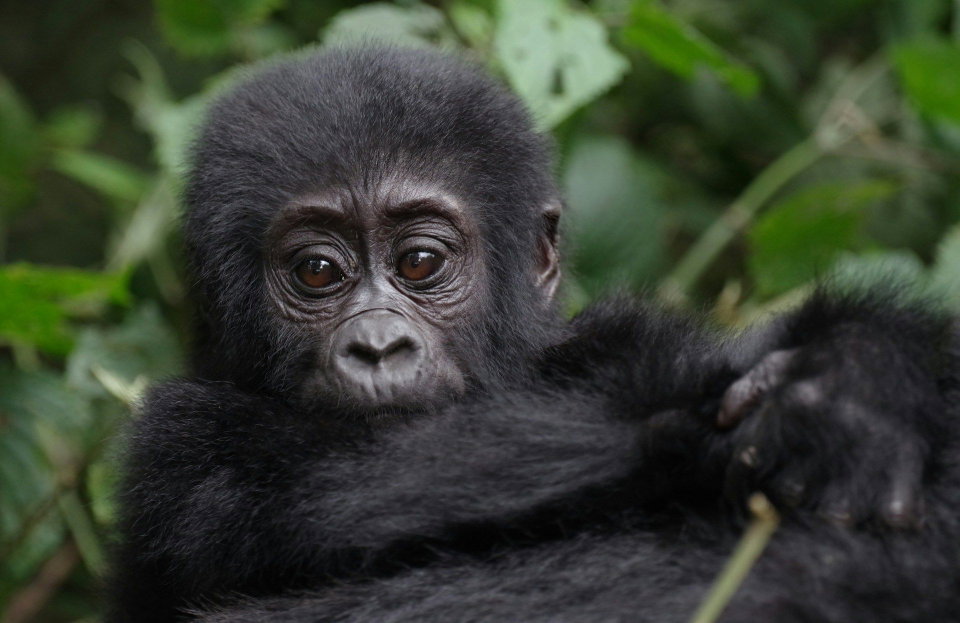 Gorilla infant in Bwindi, Uganda