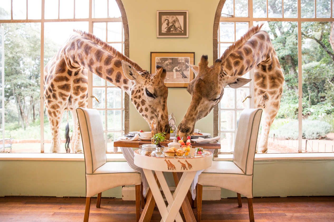 Best Hotels & Lodges in Nairobi for Every Budget - Complete Guide 2025