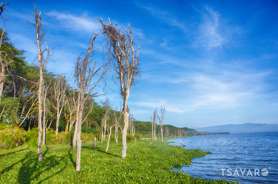 Flamingos wading at the edge of Lake Naivasha with the Aberdare hills in the background