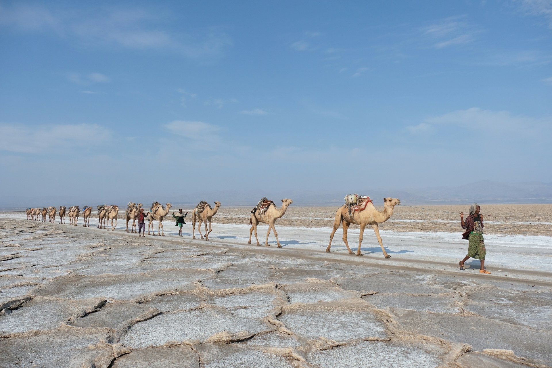 Camels carrying salt packs  in Dancalia, Ethiopia. Photo by Daniele Levis Pelusi.