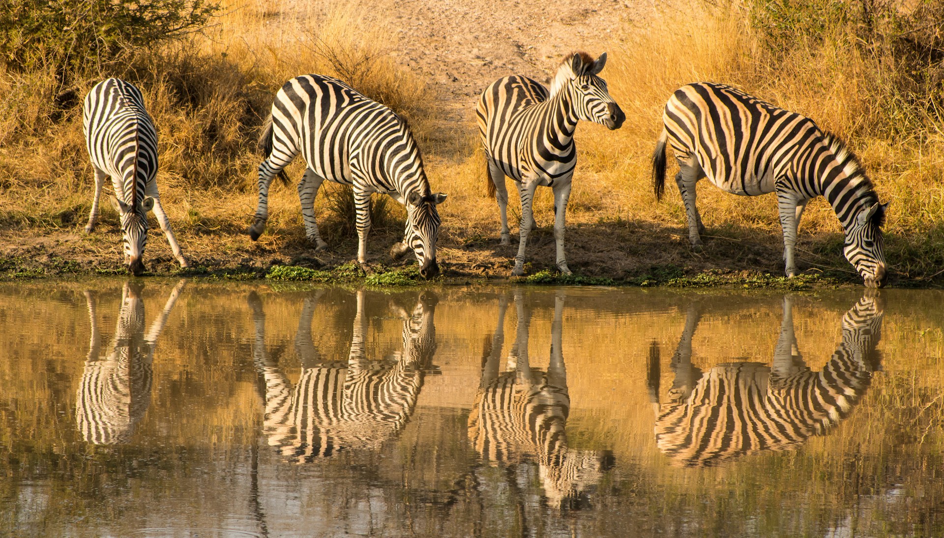 Zebras at a watering hole at Kruger National Park, South Africa