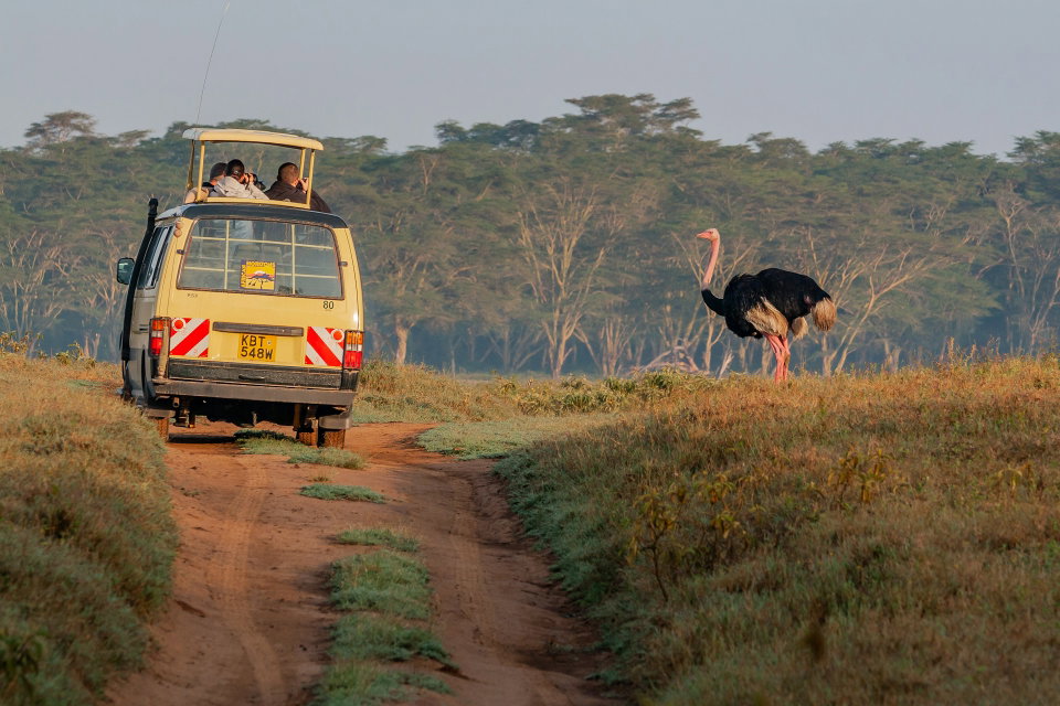 Photographers taking pictures of a wild male ostrich from an open car at Lake Nakuru Reserve in Kenya. Photo by Florentina Tilvic.