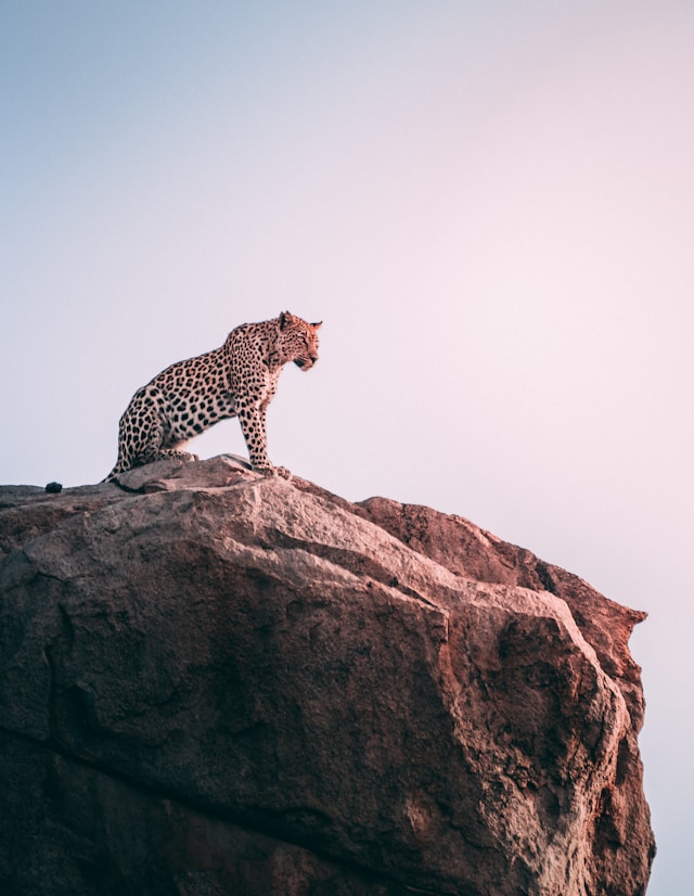 A leopard sits on top of a rocky outcrop in Kruger National Park, South Africa.