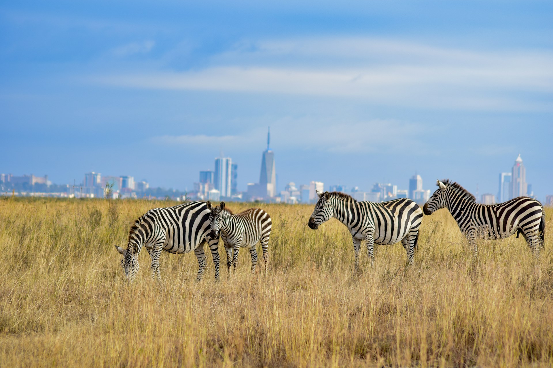 A herd of zebra grazing at the Nairobi National Park. City skyline in the background. Photo by Grace Nandi.