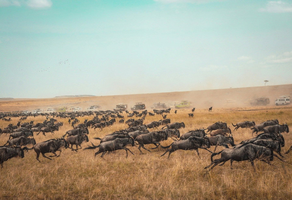Herd of wildebeeste during the Great Migration in the Maasai Mara National Park. Photo by Harshil Gudka.