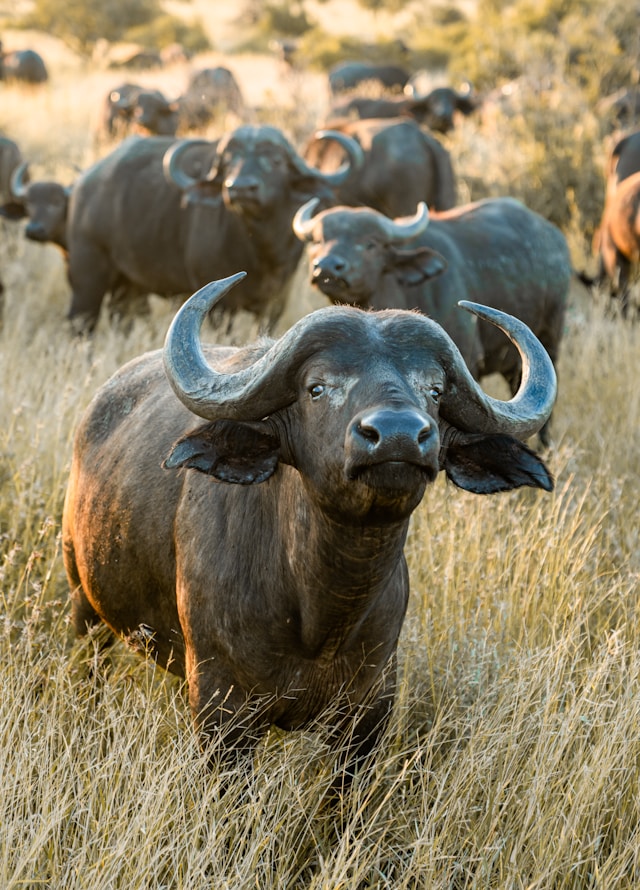Herd of buffalo at sunset at Kruger National Park