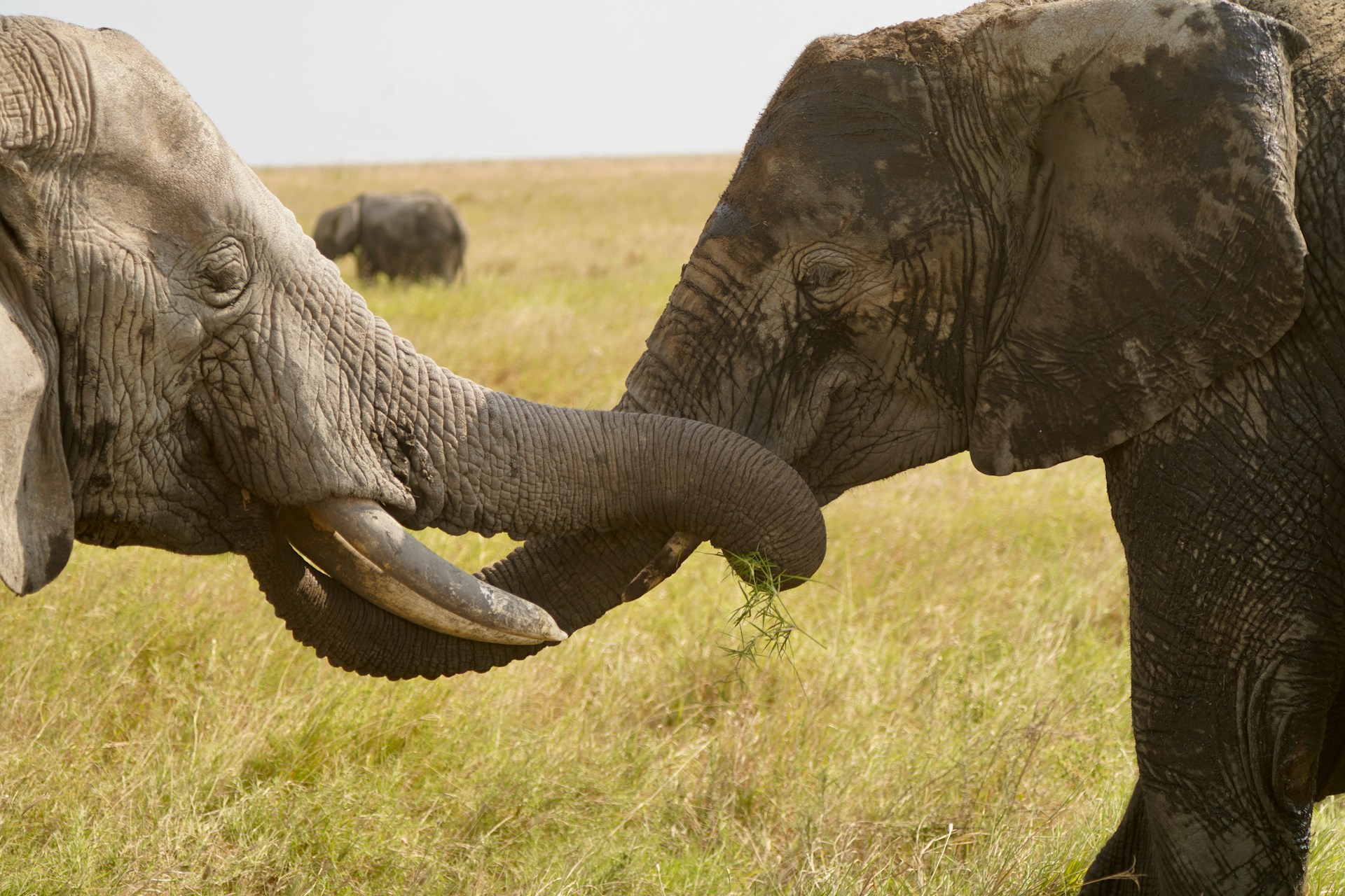 Elephants interacting at the Serengeti National Park in Tanzania. Photo by loloscott. 
