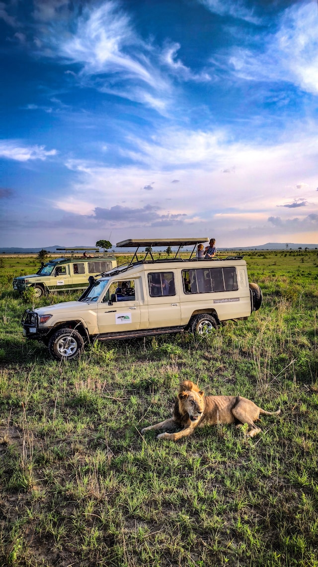 Tour vans during a game drive