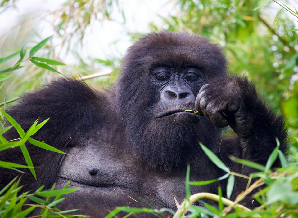 Wildlife Photography in Rwanda: Essential Tips for Capturing Primates