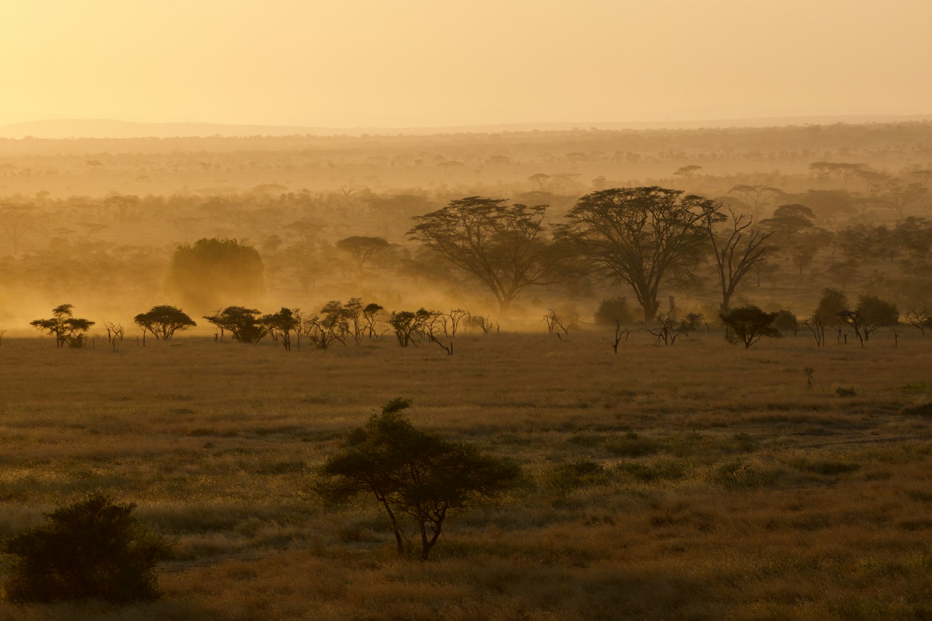 Sunrise over the savanna in East Africa