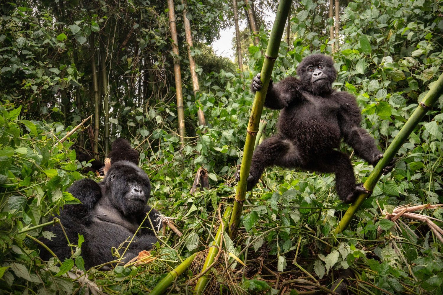 Gorillas in the forest