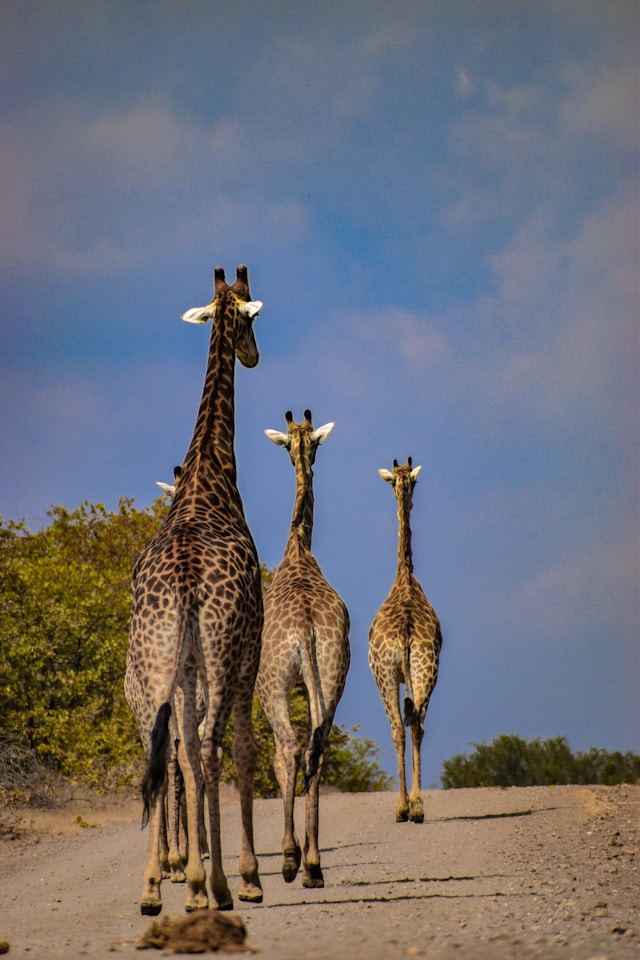 Giraffes walk along a dirt road at the Kruger National Park in South Africa