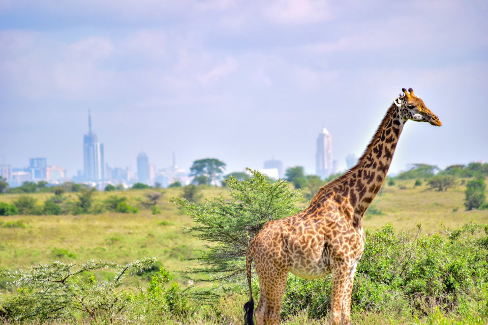 A giraffe at Nairobi National Park. Nairobi is the only city that has a park. Photo by Grace Nandi. 