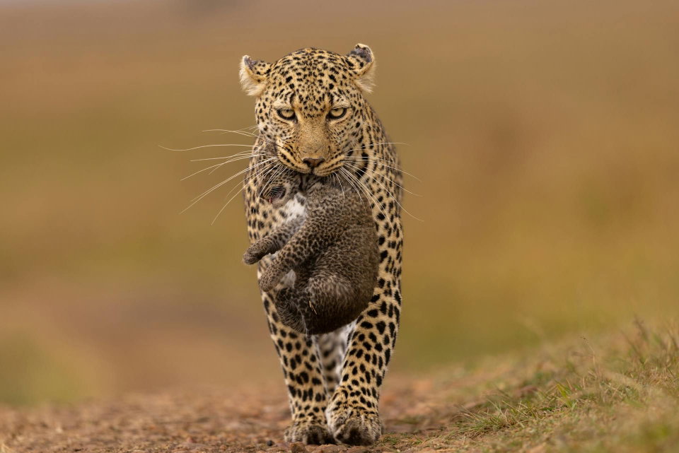 A leopard carries its cub in the jungle