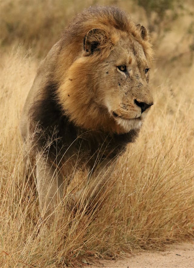 Lion in the savanna grassland