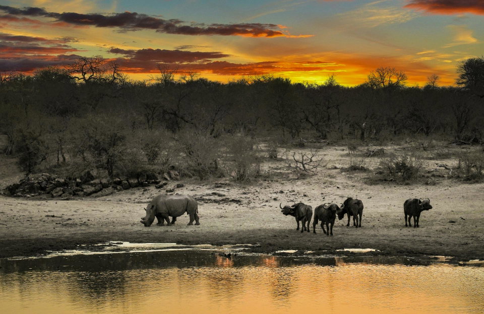 Rhinos at a watering hole in Kruger National Park at sunset. 