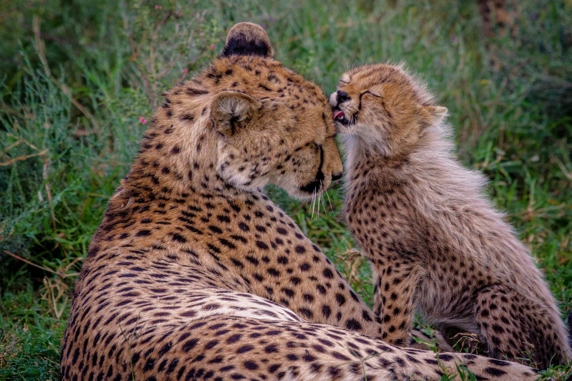 A cub licks her mum's fur at the Serengeti National Park, Tanzania. Photo by Harvey Sapir.
