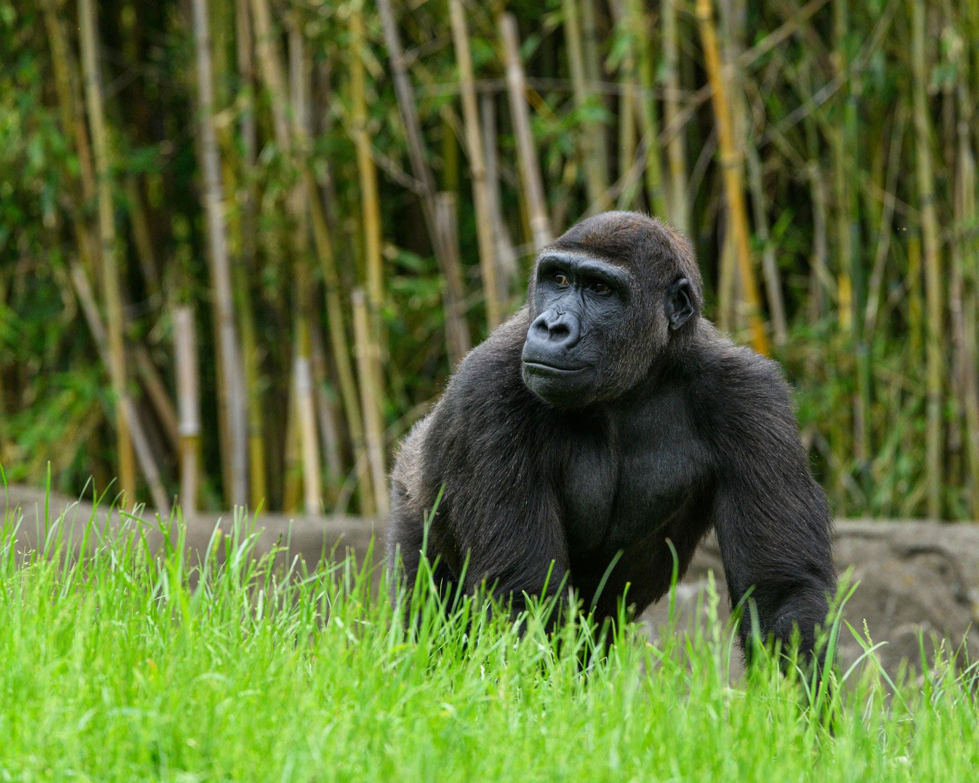 A Complete Guide to Gorilla Trekking in Bwindi Impenetrable Forest
