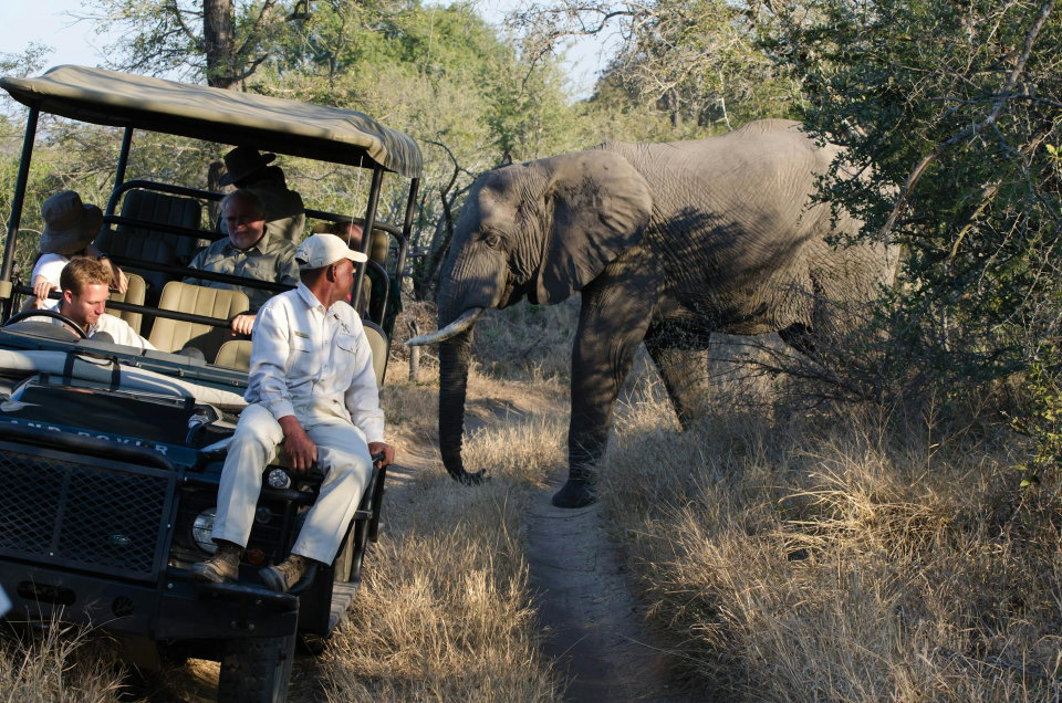 Bleisure Travel in South Africa: Combining Business with Wildlife Adventures