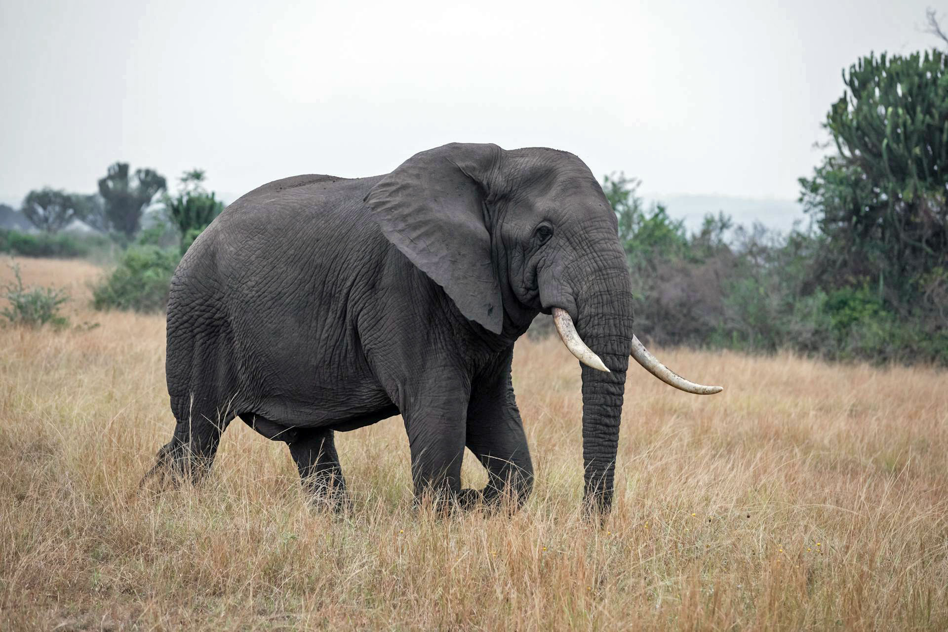 Majestic elephant in a Ugandan national park
