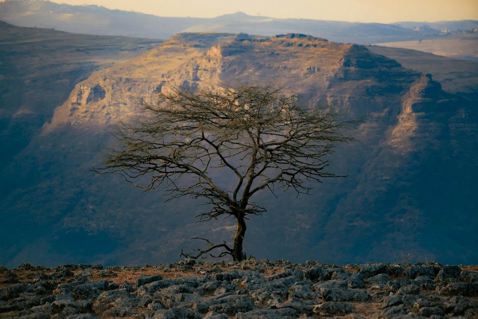  Lone Tree on Cliff with Dramatic Mountain View on Simien Mountains, Ethiopia. Photo by Nandakumar Rajesh.