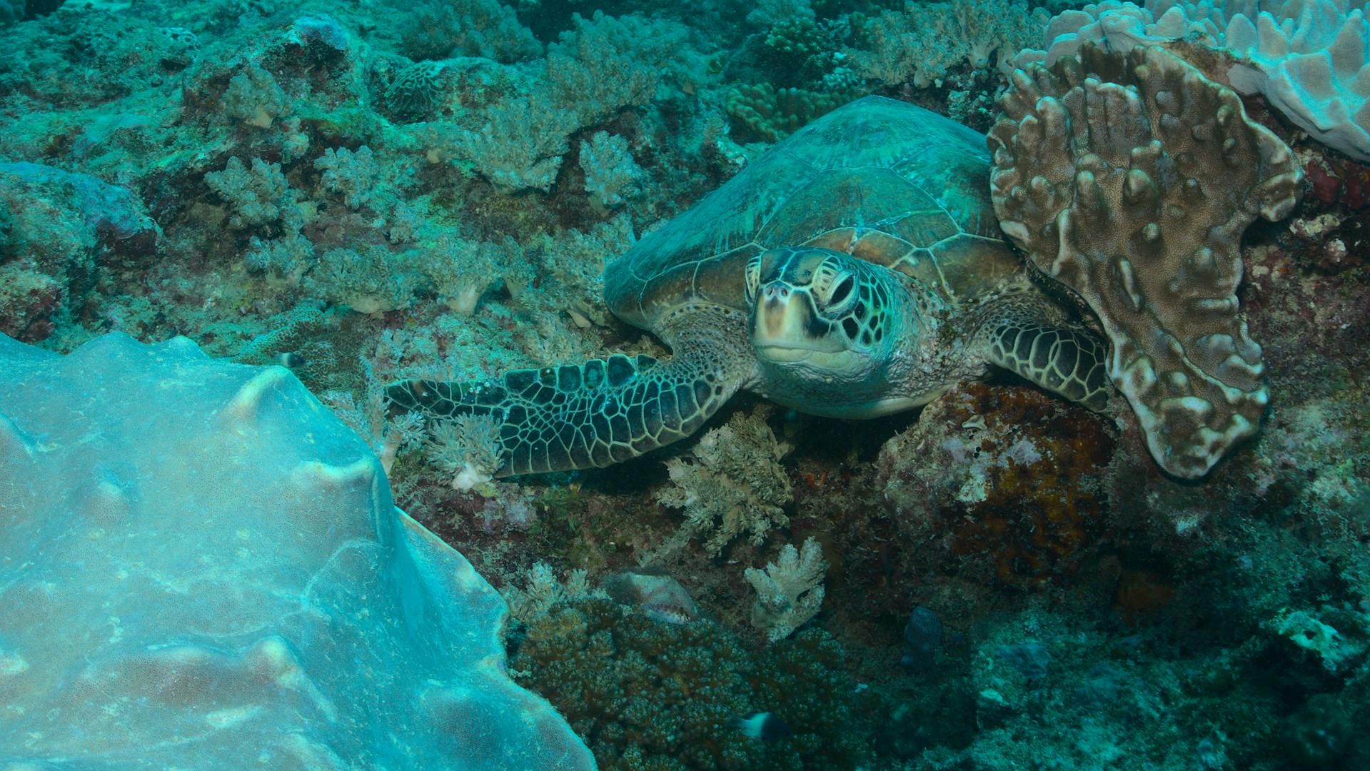Diving & Snorkeling in Watamu & Diani: Exploring Kenya's Best Marine Parks